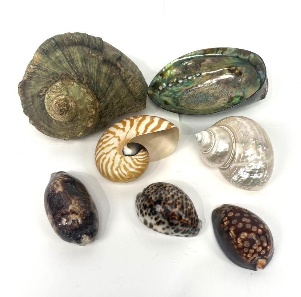 Ocean Treasures: A Collection of Exquisite Sea Shells - Natural History ...