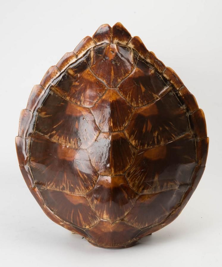 Top 103+ Images how much is a sea turtle shell worth Latest
