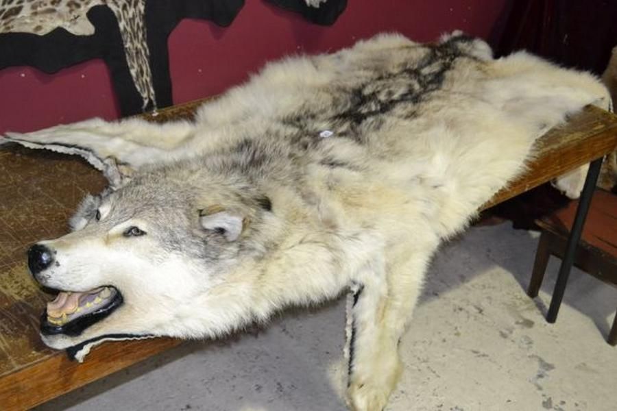 Rare Alaskan Wolf Skin Rug 2 Metres, How To Skin A Coyote For Rug