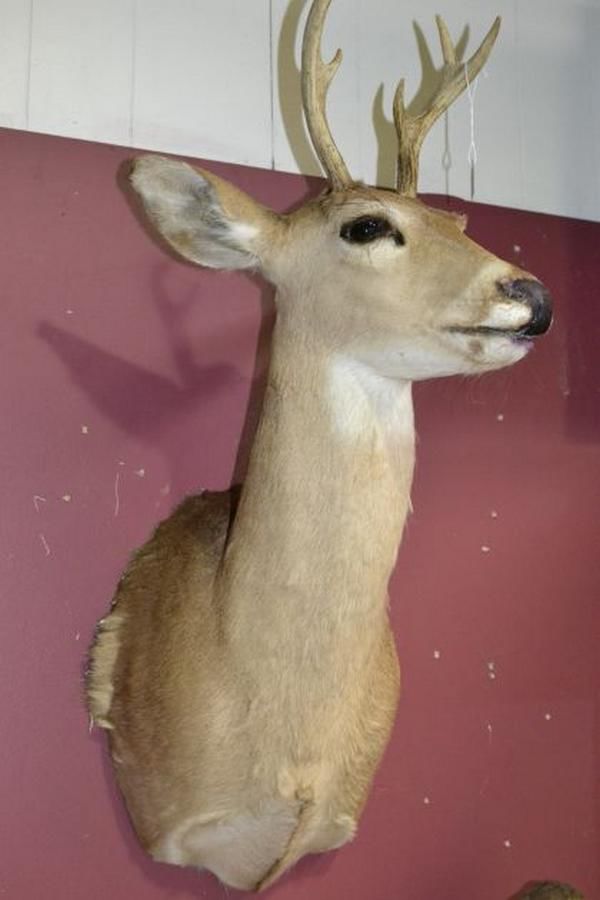 Whitetail Deer Shoulder Mount - Natural History - Industry Science ...