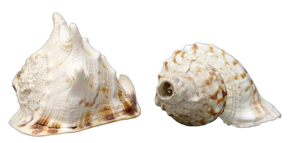 Helmat Shells Large Helmet Shell and Triton's Trumpet Shell Display - Natural History ...