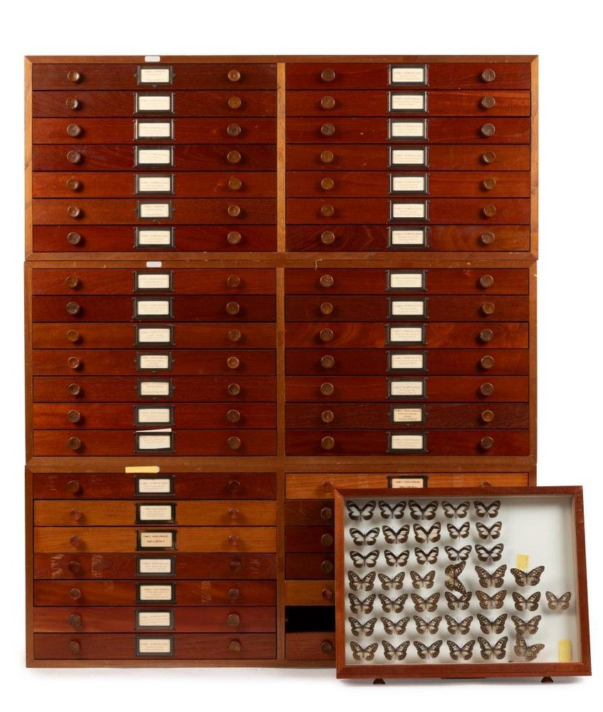 Insect Storage Desk Hardwood Entomological Cabinets with Butterfly and Moth Specimens ...