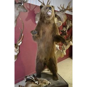 Canadian grizzly bear full standing mount on naturalistic…
