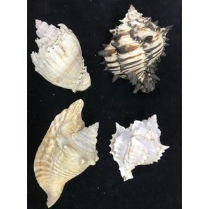 Two Murex snail shells (Radix & Pink-mouted) & two Crown conch…