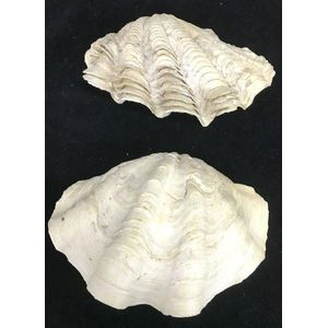 Two small clam shells, one fluted. Provenance: The Badgery…