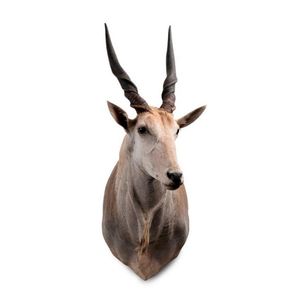 A taxidermied Taurotragus Oryx (Livingstone eland) shoulder…