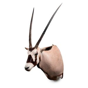 A taxidermied Oryx Gazella (Gemsbok) shoulder mount, 140 cm…