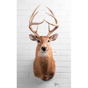 A taxidermied Odocoileus Virginianus (white tail deer) shoulder…