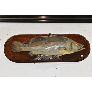Large mounted taxidermy of barramundi fish, length 68 cm dated…