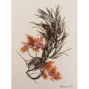 Seaweed: A similar album in which 88 examples of seaweed are…