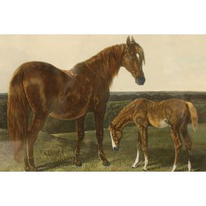 Original 1854 aquatint in birds eye maple frame, Hack Mare and…