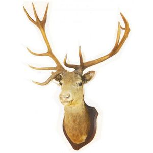 A large taxidermy Elk head c.1900 complete with antlers,…