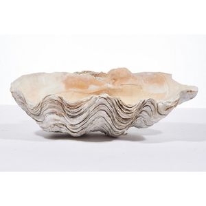 Giant Clam Shell, length 49 cm, width 30 cm. Provenance:…