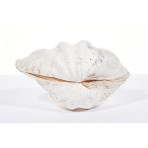 Giant Clam Shell, matching pair, (2), length 36 cm, width 24 cm…