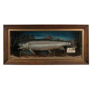 Rainbow trout taxidermy display in wall mount case with…