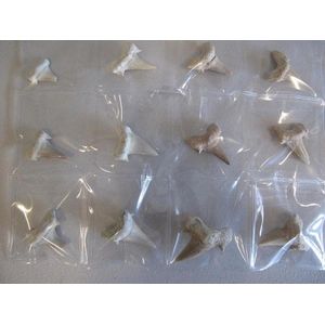 Collection of 40 million year old fossil shark teeth quantity