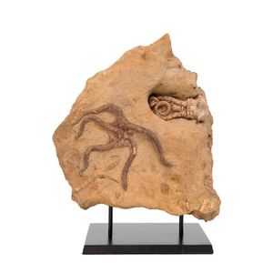 Jimbacrinus and Ophiuroid Fossil, Permian, 270myo, from…