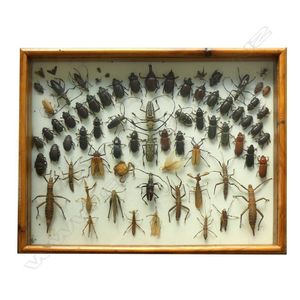 A large taxidermy multiple insect framed display, the 70+…