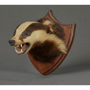 A taxidermy badger head mounted on an oak shield. Provenance:…