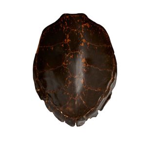 A large turtle shell, length 750 cm, width 600 cm. Provenance:…