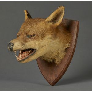 A taxidermy fox head mounted on an oak shield, by F. W.…