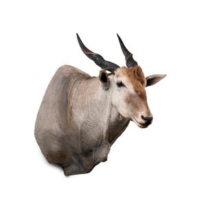 A taxidermied shoulder mounted Taurotragus Oryx (Livingstone…