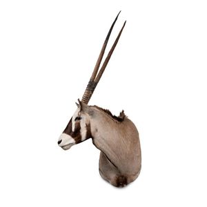 A taxidermied shoulder mounted Oryx Gazella (South African…