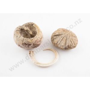 Fossil sea sponge, from the Ward Beach area, sea coral sponge…