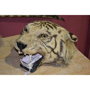 Rare antique Victorian large tiger head specimen, teeth intact,…