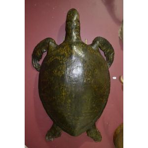 Huge 200 year old deep sea green turtle specimen, 160 cm tall…