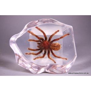 A vintage tarantula (Theraphosidae Family), the taxidermic…