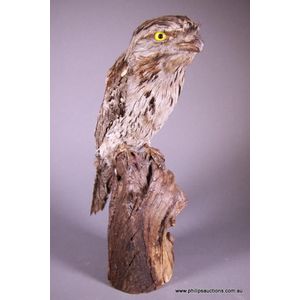 An antique tawny frogmouth (Podargus Strigoides), the…