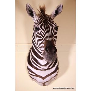 A fine African plains zebra head (Equus Quagga), a shoulder…