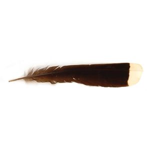 Sacred Huia Feather: Rare and Extinct - Natural History - Industry ...