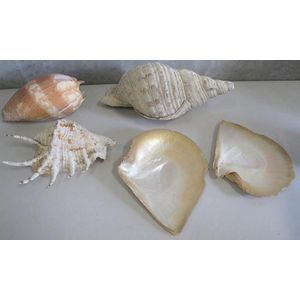 Five various shells conch mother of pearl largest, measures 30…