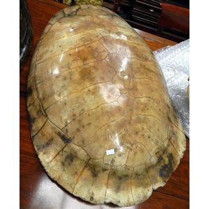 Loggerhead Turtle Shell: A Protective Armor - Natural History ...