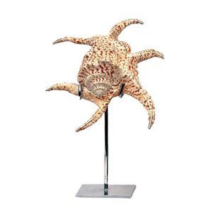 Three exotic sea shells raised on stands, includes: two Pacific…