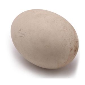 A large kiwi egg specimen the egg is cream coloured with light…