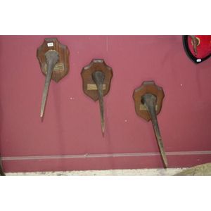 3 sword fish bills, all mounted on plaques 'Concours Mondial De…