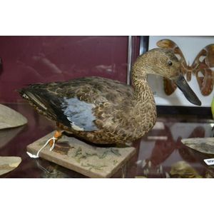 Antique taxidermy duck specimen mounted on naturalistic base