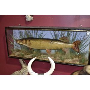 Victorian taxidermy Pike fish in glass fronted display case