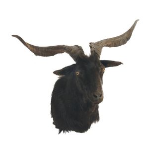 A black feral goat taxidermy shoulder mount, impressive large…