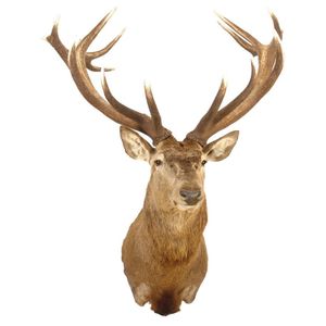 19-Point Red Deer Stag Shoulder Mount with Removable Antlers - Natural ...