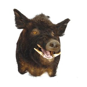 An impressive large black wild pig head mount, open mouth…