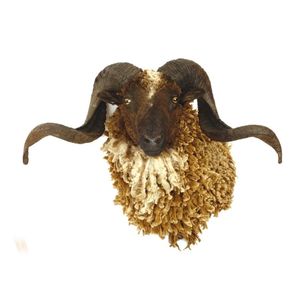 A good Arapawa sheep ram taxidermy shoulder mount, the…