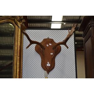 Wall mounted antique antlers on oak shield mount, approx 64 cm…