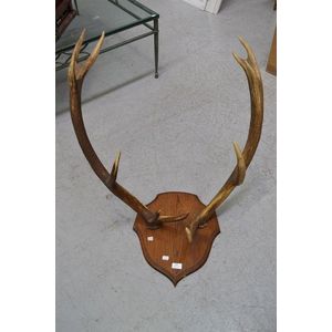 A pair of mounted antique French antlers on oak shield, approx…