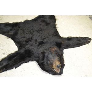 Antique Canadian 2 metre bear skin rug, claws intact, head…
