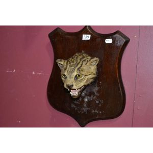 Victorian jungle cat trophy head mounted on c.1890's wooden…