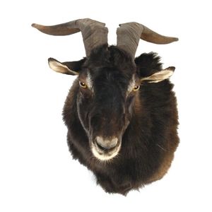 A feral goat taxidermy head mount, dark brown/black tonings,…